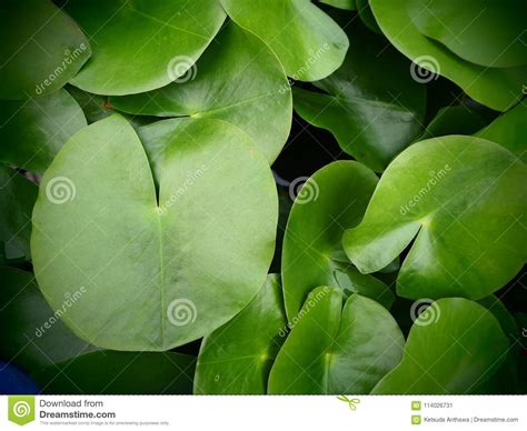 Top View Of Green Water Lily Pads Stock Image Image Of Lilly