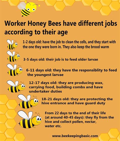 Pin By Jackie Kelly On Beekeeping Bee Keeping Bee Facts Honey Bee Facts