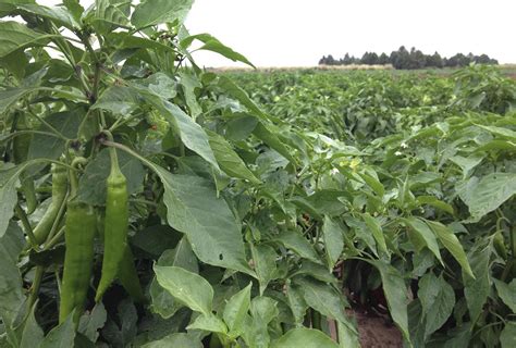 Less Of New Mexicos Famed Chile Crop Produced In 2017 Atlanta Ga