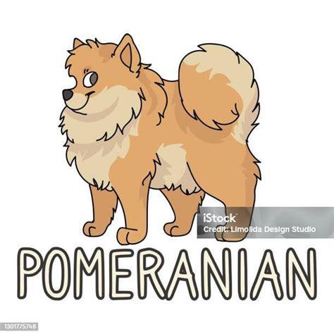 Kartun Lucu Pomeranian Anjing Breed Vector Clipart Silsilah Kennel