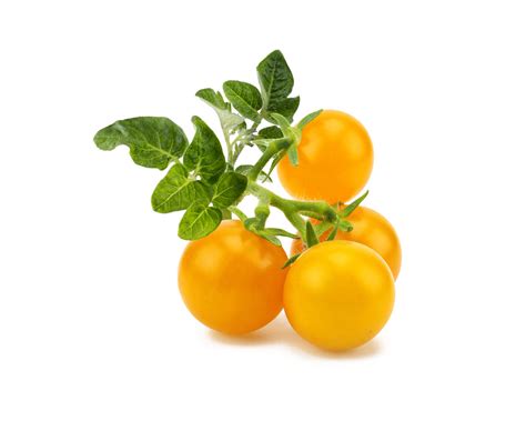 Yellow Mini Tomato Plant Pods Click And Grow