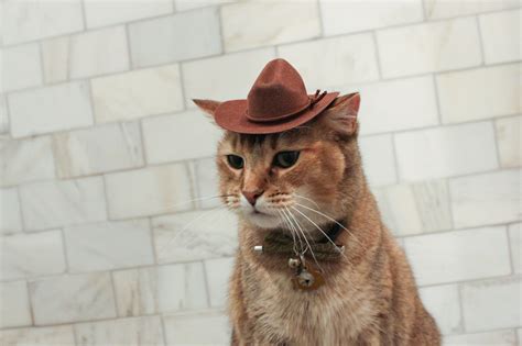 Brown Cowboy Cat Hat Free Shipping Etsy