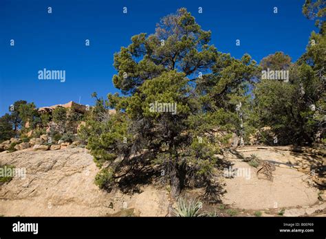 Two Needle Pinyon Pine Tree Pinus Edulis Mesa Verde National Park Near