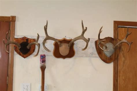 Mule Deer Mounts Taxidermy Shed Antler Hunt Racks Log Cabin Wall Decor