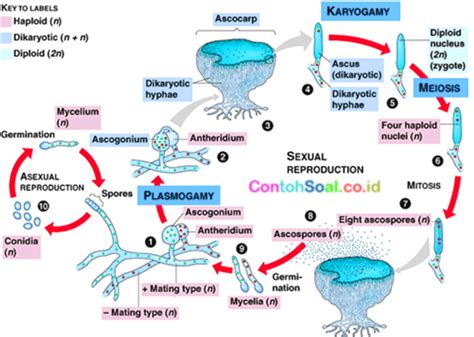 Life Cycle Of Ascomycota Vector Illustration Labeled Fungi Reproduction