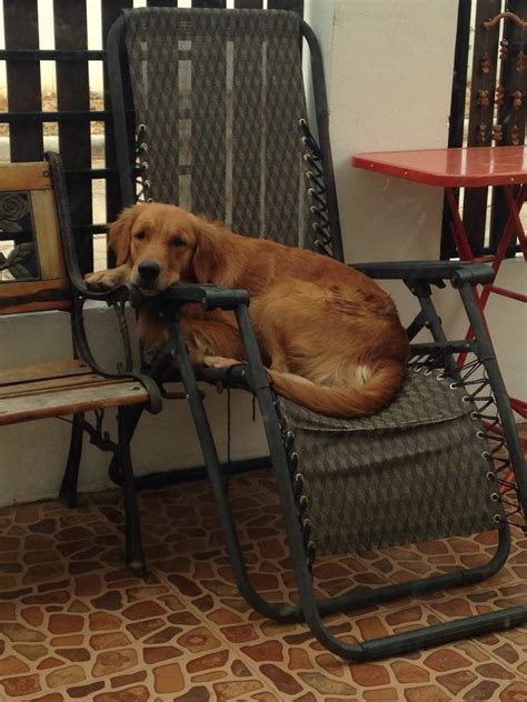 แอบส่องมุมโปรดน้องหมา ไปดูกันว่าชอบแอบนอนตรงไหนบ้าง | Dogilike.com