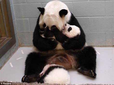 Atlanta Zoos Panda Lun Lun Shows Parenting Skills In Cute New Photos