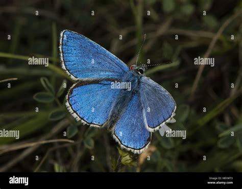 Male Adonis Blue Butterfly Second Brood With Red Mite Attached Chalk