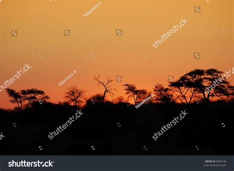 Beautiful African Sunset With Acacia Tree Silhouette Stock Photo