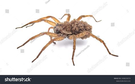 Carolina Wolf Spider Hogna Carolinensis Babies Stock Photo 2208159773