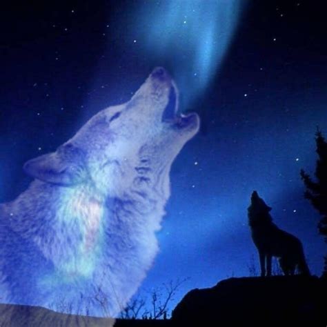 10 Latest Images Of Wolves Howling At The Moon Full Hd