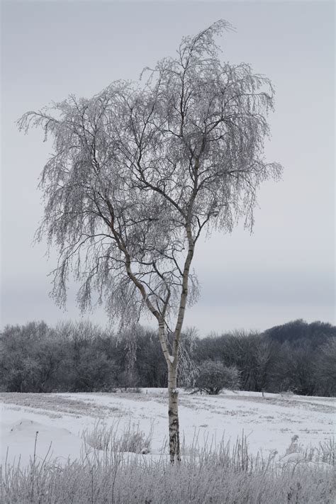 Free Images Landscape Tree Nature Grass Branch Snow Cold