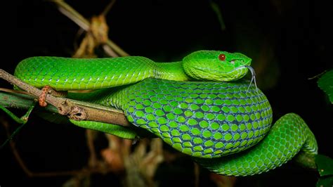 Download Wallpaper 2560x1440 Viper Snake Reptile Squama Terrarium