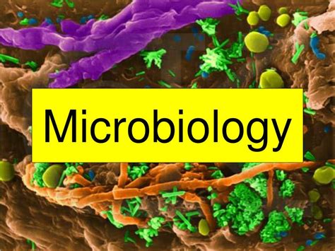 Ppt Microbiology Powerpoint Presentation Free Download Id85571