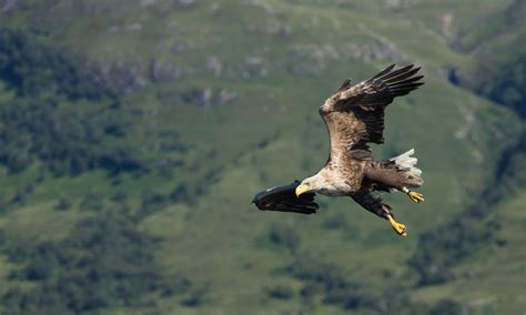 Wild Scotland The Best Wildlife And Nature Adventures Wanderlust