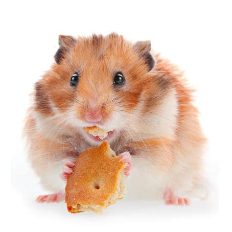 Hamster Eat Cookie Stock Image Image Of Hamster Shot 27195817