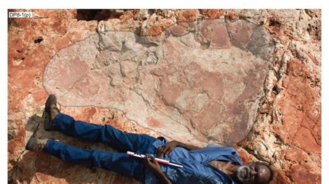 World S Biggest Dinosaur Footprint Discovered In Australia S Own