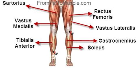 Simple Diagram Of Leg Muscles Anatomythe Human Body Pinterest