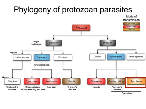 Introduction To Protozoan Parasites