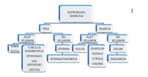 Sistem Reproduksi Manusia: Peta Konsep