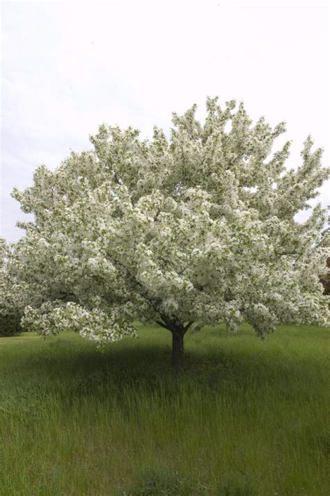 Malus Snowdrift Pépinière Locas