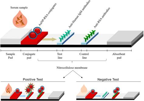 Frontiers Development Of A Gold Nanoparticle Based Lateral Flow Immunoassay For Pneumocystis