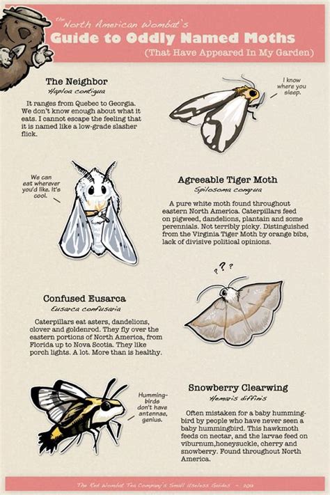 Guide To Oddly Named Moths Wombat Entomology Field Guide Ursula