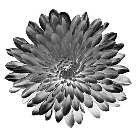 Chrysanthemum Iii Black And White Photograph By Lily Malor Fine Art