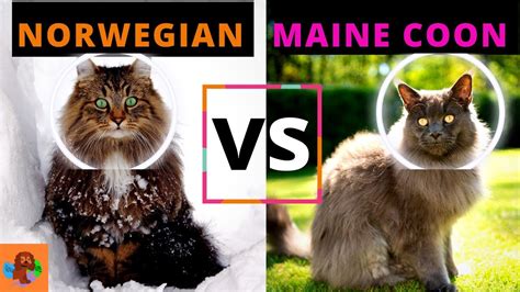 Norwegian Forest Cat Vs Maine Coon Cat Breed Comparison Detailed A