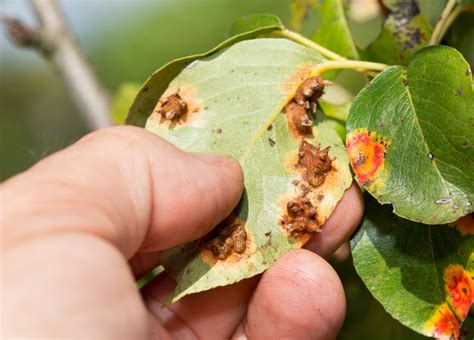 Foliar Disease And Fungal Issues On Your Trees Greenwood Tree And Lawn