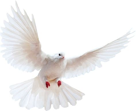 Dove Png File Png All Png All