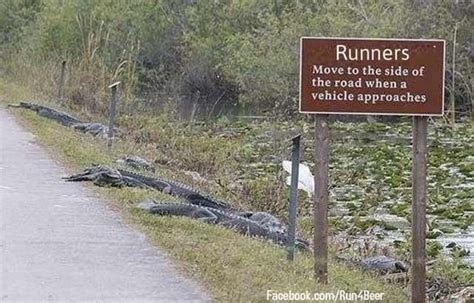 Meanwhile In Florida Alligators Has Learned How To Make Signs Meme Guy