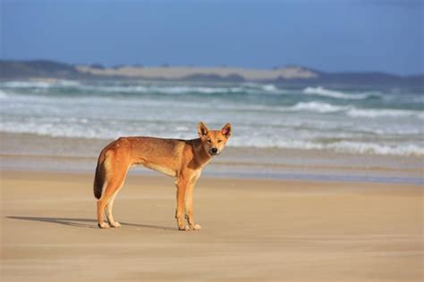 Wild Dingo On Fraser Island Australia Animals Nature Photography In