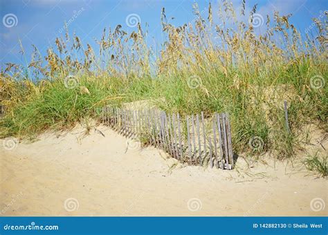 Sand Dune Fence And Beach Grass Stock Photo Image Of Virginia Fence