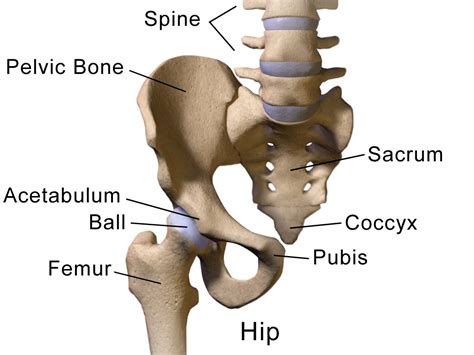 Hip Arthroplasty Can Be Appropriately Considered For Nonagenarians