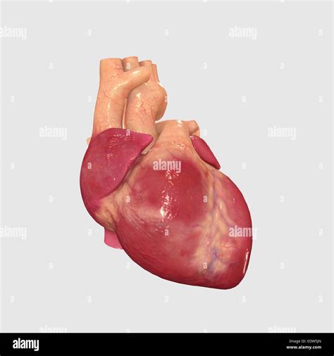 Human Heart X Ray Hi Res Stock Photography And Images Alamy