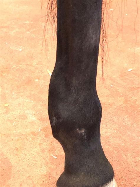 Equine Digital Flexor Tendon Sheath Injuries The Horse