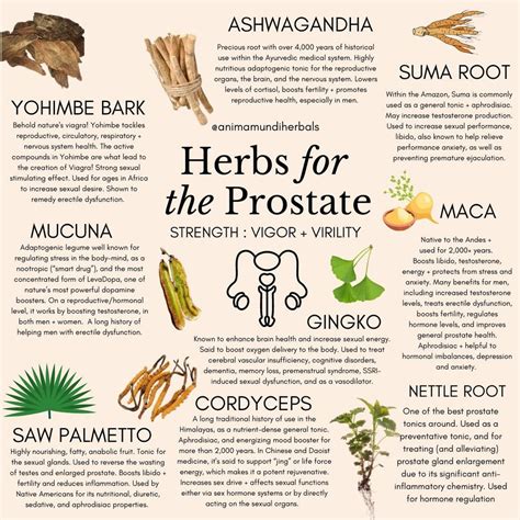 Top Herbs For The Sacred Masculine 💙 Prostate Health Vitality And Viril