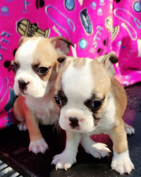 Florida boston terrier dog rescue group directory. Boston Terrier Puppies For Sale | MAGNOLIA SQUARE, FL #300237