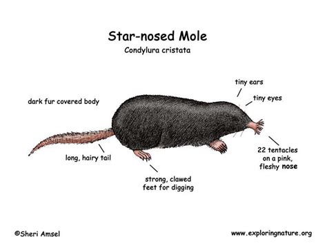Mole‬ ‪star Nosed‬