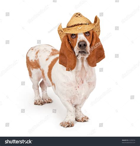 Basset Hound Dog Wearing Cowboy Hat Stock Photo 61239316 Shutterstock