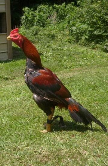 New York City Teacher Accused Of Training Roosters For Cockfighting Wsj