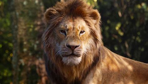#thelionking and #blackisking are now streaming on disney+. The Lion King 2 Set by Disney with Director Barry Jenkins ...
