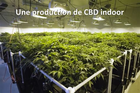 Culture du Cannabis Sativa Chanvre Industriel en intérieur indoor