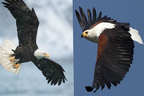 Bald Eagle And African Fish Eagle The Differences Youtube