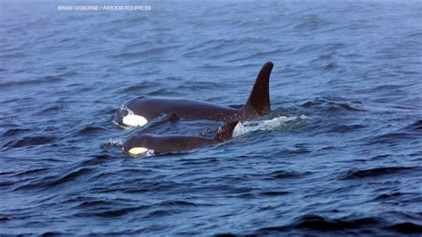 The Puget Sound Orca Population Is Declining Heres How You Can Help