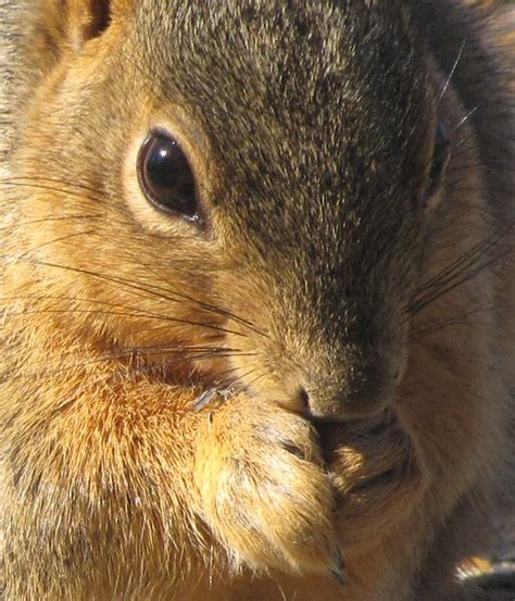 Squirrel Close Up Flickr Photo Sharing