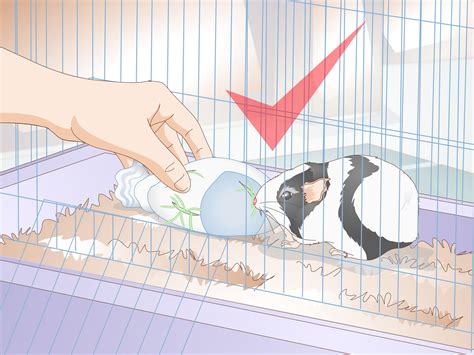 4 Ways To Make A Guinea Pig Toy Wikihow