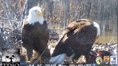 watch a trio of bald eagles raise 3 eaglets in illinois