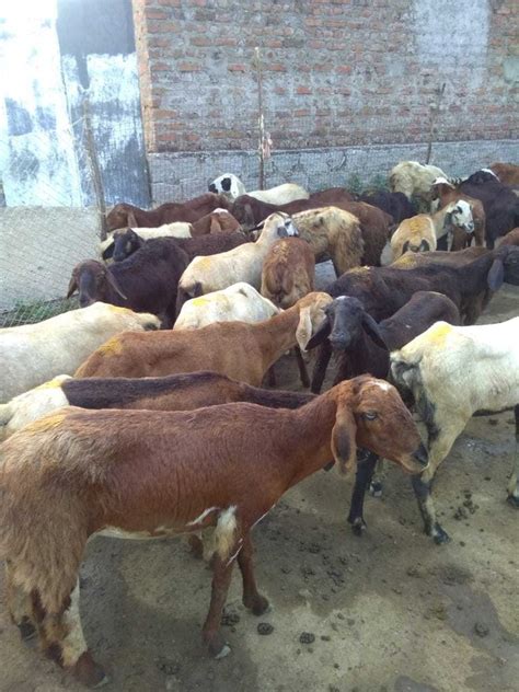 Both Goats At Best Price In Kurnool Id 20143218562